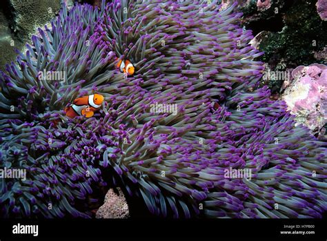 Blackfinned Clownfish Amphiprion Percula Pair Safe Among Stinging