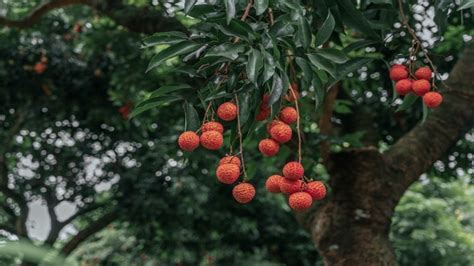 Cro Low Hanging Fruits That Will Give You An Immediate Win