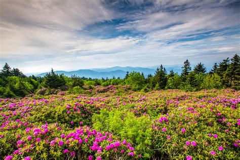 12 Best Places To See Flower Fields In The United States