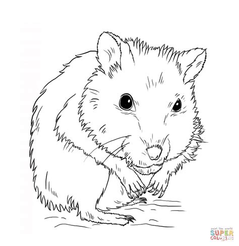 Hamster Coloring Pages Printable Printable Templates