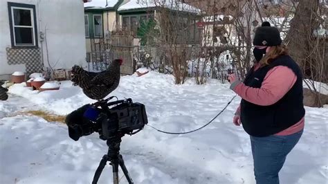 Chickens Rule The Roost Behind The Scenes Of Fox 9 Story