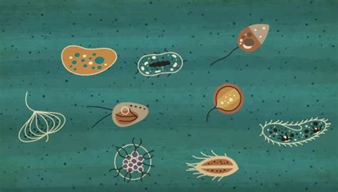 The Single Celled Organism That Almost Wiped Out Life On