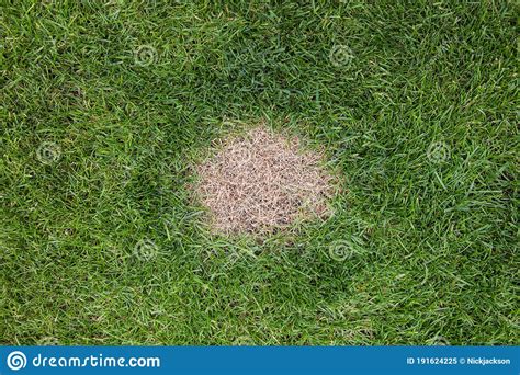 A Brown Spot Or Dead Patch Of Grass Caused By Dog Urine Stock Image
