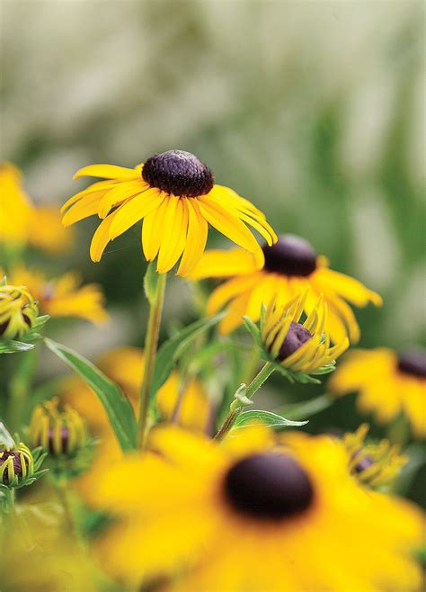 15 Favorite Perennial Flowers Sunset Magazine