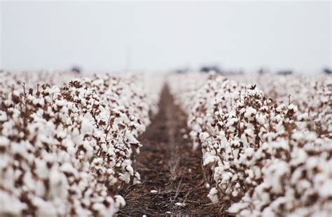 All American Cotton By The Numbers Blog Homegrown Cotton