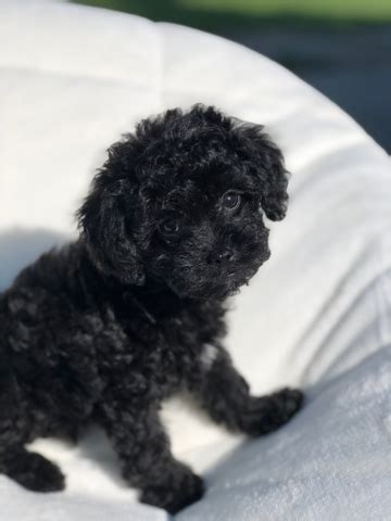 We have 3 apricot and one black male. Bremmatic: Tiny Black Toy Poodle Puppy