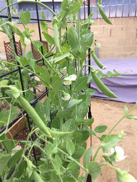 Growing Sugar Snap Peas In Container Gardens Those Someday Goals Artofit