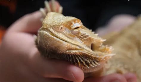Bearded Dragon Sunken Eyes Reasons And Treatments Reptileprofy