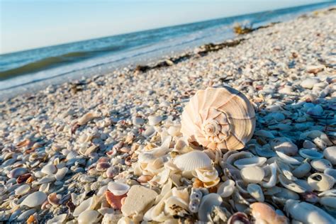 Floridas Best Shelling Beaches