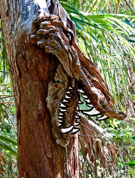 Alligator Posing As A Cypress Tree Photograph By Christine Stonebridge