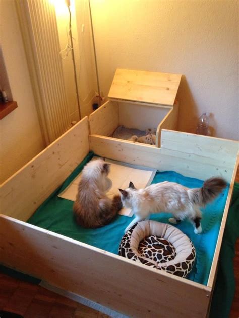 Build A Whelping Box For Cats Perfect For Pregnant Cats And Cat Birth