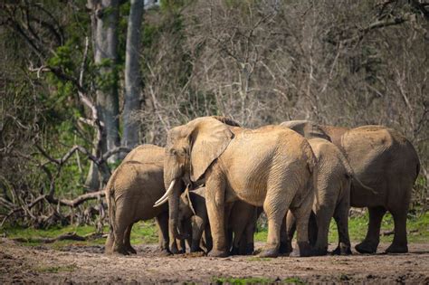 African Bush Elephants In Murchinson Falls National Park Stock Image