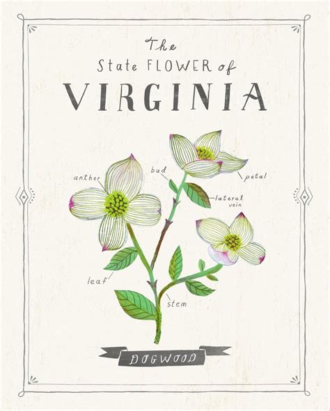 Virginia State Flower Dogwood Imogene Durham