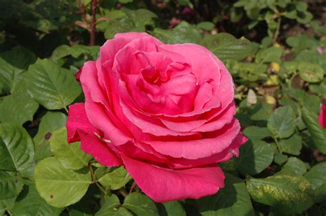 Electron Rose (Rosa 'Electron') in Issaquah Seattle Bellevue Redmond Renton Sammamish Washington ...