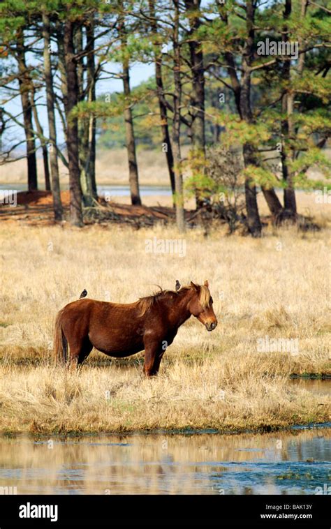 Wild Horses Known As Ponies In Chincoteague National Wildlife Refuge