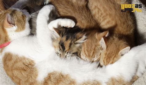 راهنمای مراقبت از بچه گربه در خانه پت شاپ یوزاس
