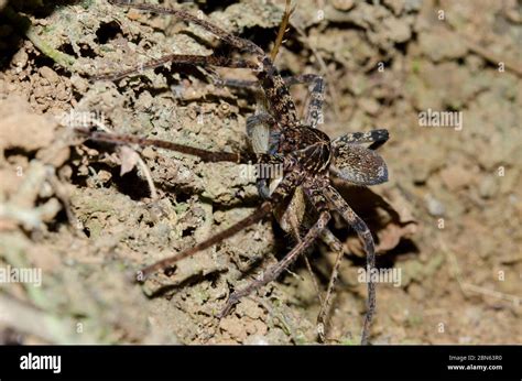 Brown Huntsman Spiderheteropoda Sp With Cricket Nymph Gryllidae
