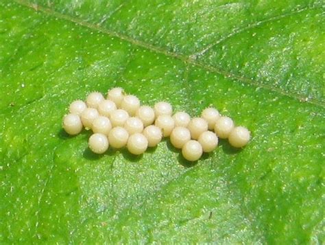Collection Of Butterfly Eggs On A Leaf Png Pluspng