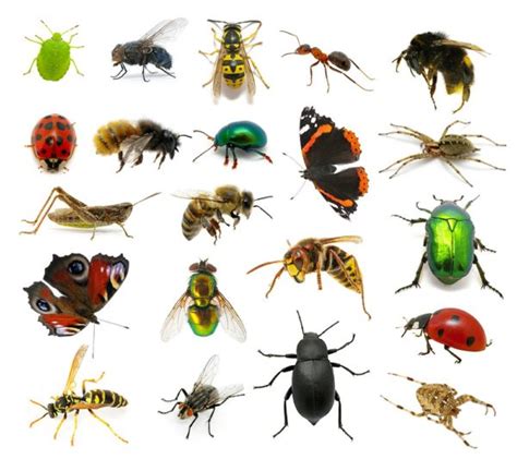 انواع الحشرات الضارة