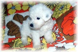 Any way you slice it the combination makes an f1 doodle. Poodle doodle mix pups is an adoptable Poodle Dog in Waxhaw, NC. Very pretty little poodle ...