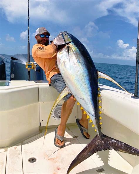 Bimini big game club resort & marina kings highway, north bimini, alice town, bahamas toll free : How Does Voodoo Fishing Charters Get These Big Yellowfin ...