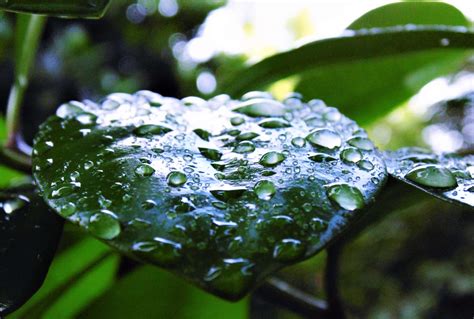 Dewdrop Droplet Fresh Green Leaf Leaves Nature Plant Rain