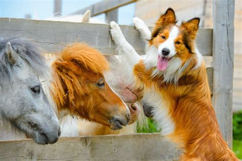 Red Border Collie Dog And Horse Stock Photo Image Of Male Front