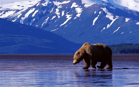 See more ideas about phone wallpaper, wallpaper, iphone wallpaper. Bear mountains water background - Phone wallpapers