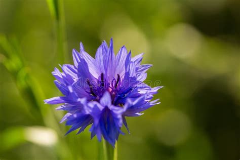 Beautiful Blue Cornflowers In The Garden Summer Flowers Blooming In