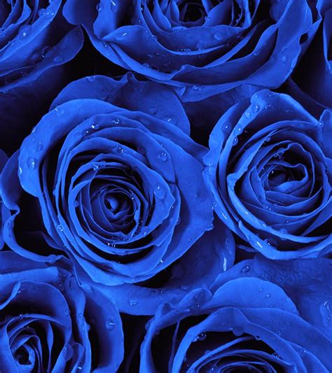Meaning Of A Single Blue Rose