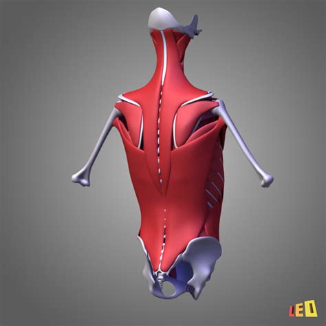 Human Torso Muscles 3d Model