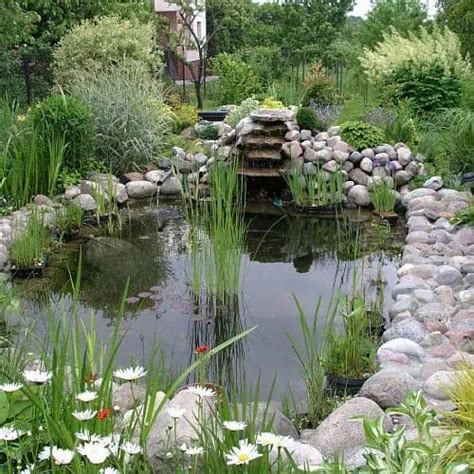 Is Pond Water Good For Plants Pros And Cons Pond Informer