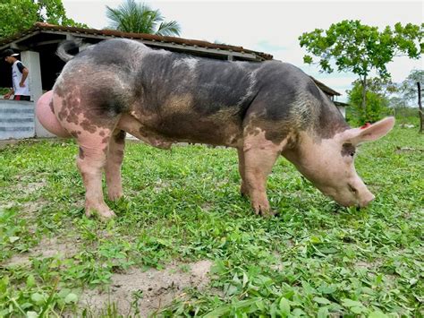 Raça De Porco Brasileiro