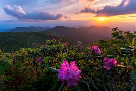 Blue Ridge Appalachian Mountains Spring Flowers Stock Photo Image Of