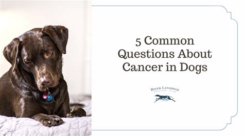 The Five Most Common Questions About Cancer In Dogs — River Landings