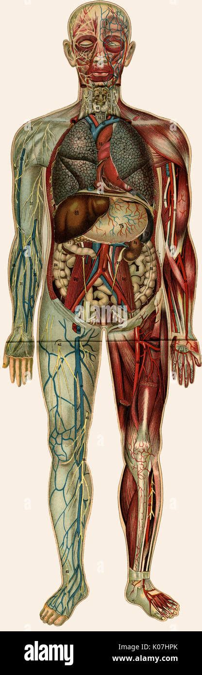 Male Anatomy Hi Res Stock Photography And Images Alamy