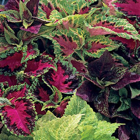 Alerts will come from the home depot ® credit card alerts, and you can text stop to 95245 to stop alerts, or text help to 95245 to receive help. 1.23 Gal. Fairway Mixed Coleus Hanging Basket Plant-52526 - The Home Depot