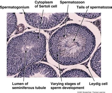 Cross Section Of Seminiferous Tubules In Reproductive System