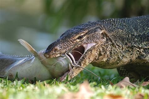 The water monitor lizard (varanus salvator) is the second largest lizard in the world, outsized only by the massive komodo dragon from indonesia.the longest recorded water monitor lizard was from kandy lake in sri lanka. Living Dragons: Weapons, Defences and the Water Monitor ...