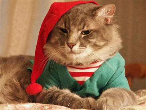 Cute Christmas Cats Awesome Wallpapers
