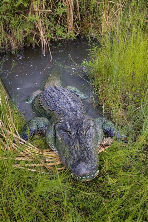 Top Tips For Enjoying Florida Everglades Wildlife Florida Seminole