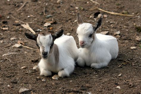 Goats on the Roof, Pigeon Forge -- You can feed the goats, ride the