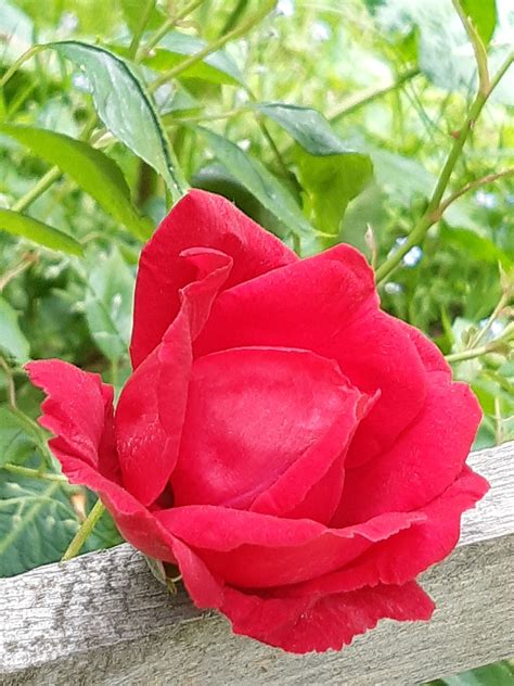 Rose Flower Garden Free Photo On Pixabay Pixabay