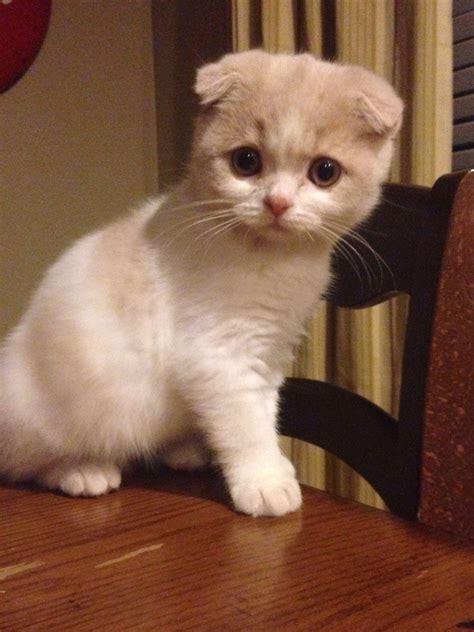 Munchkin British Shorthair Cat British Shorthair