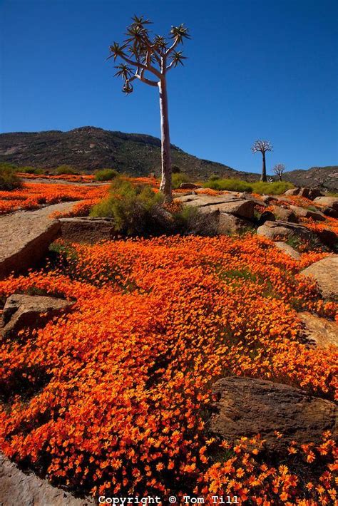 We did not find results for: Namaqualand wildflowers, Namaqualand, South Africa a One ...