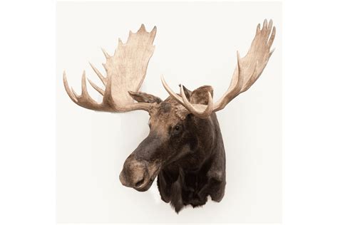 Moose Wildlife Mounts Furcanada