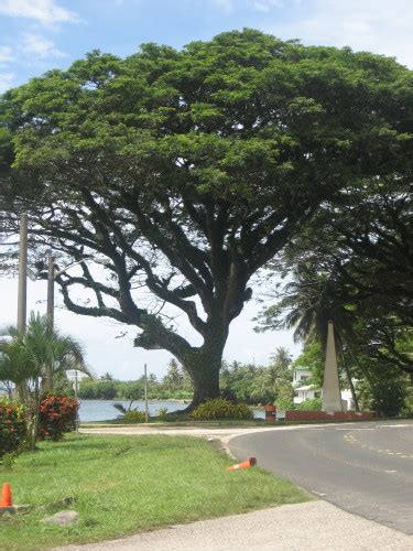 Guam Sacred Tree