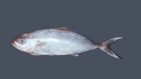 Amberjack Identification