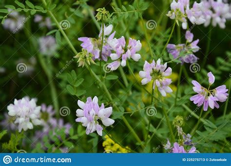 Pink Clover Flowers Or Crown Vetch Coronilla Stock Image Image Of