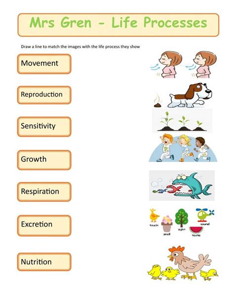 The Green Life Process Worksheet With Pictures And Words To Help Students Learn How To Use